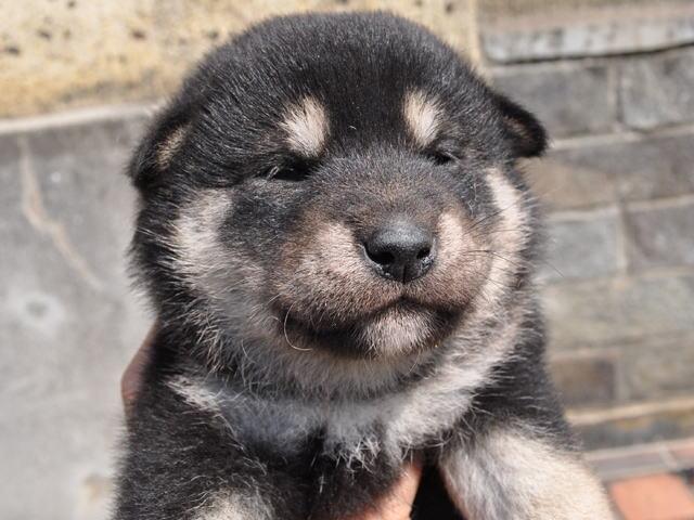 柴犬