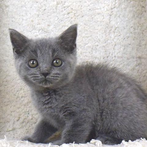 ブリティッシュショートヘア