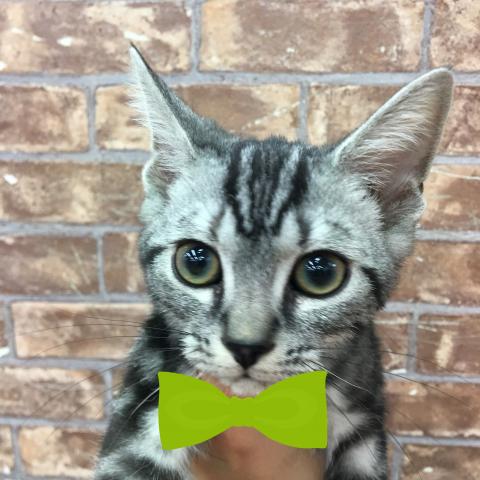 アメリカンショートヘアー