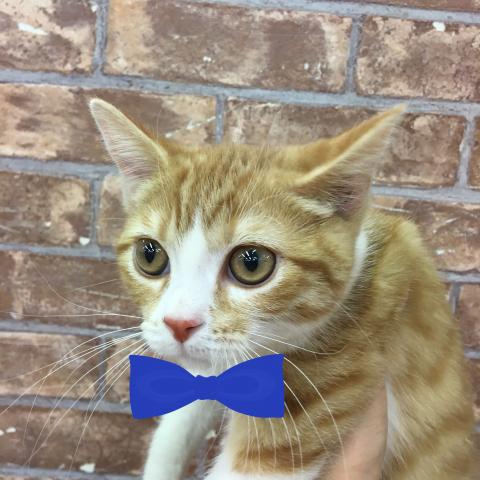 ブリティッシュショートヘア