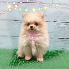 ポメラニアン