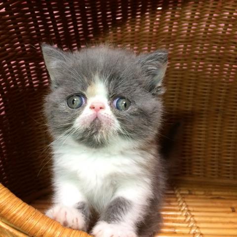 エキゾチックショートヘアー