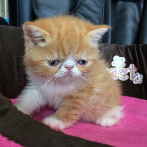 エキゾチックショートヘアー