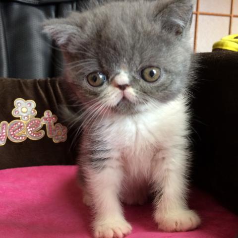 エキゾチックショートヘアー