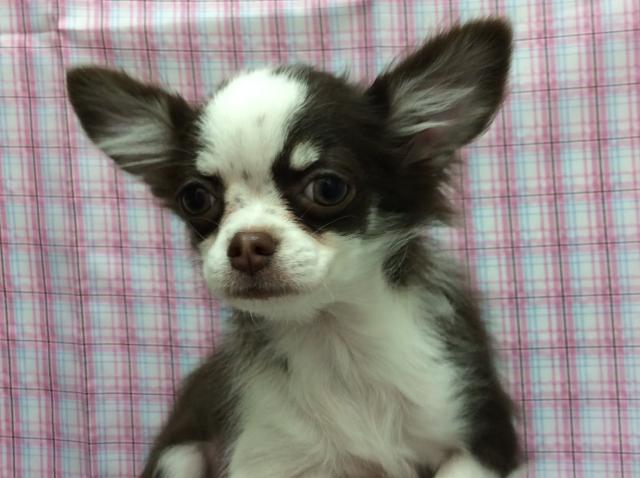 チワワ（ロングコート）