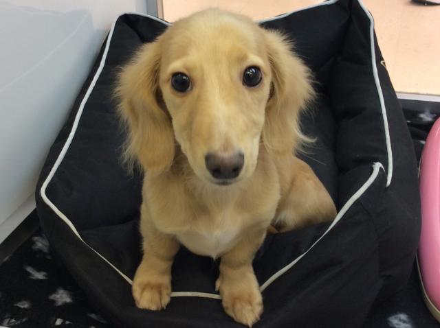 ミニチュアダックスフンド