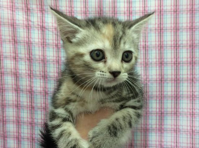 アメリカンショートヘアー