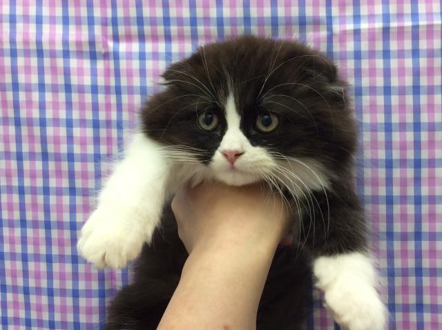 スコティッシュフォールド