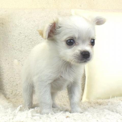 チワワ(ロングコート)