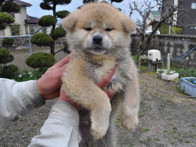 秋田犬