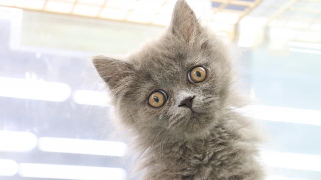 ブリティッシュロングヘアー