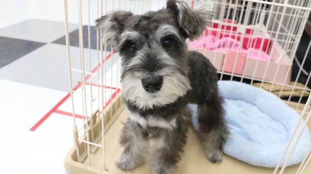 ミニチュアシュナウザー