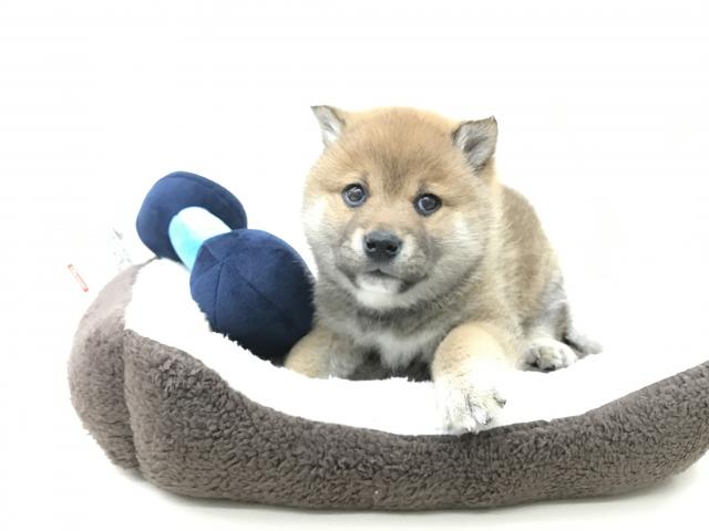 柴犬