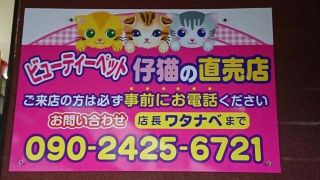 ビューティーペット 【渡辺眞理枝ブリーダー】東京都 仔猫専門店