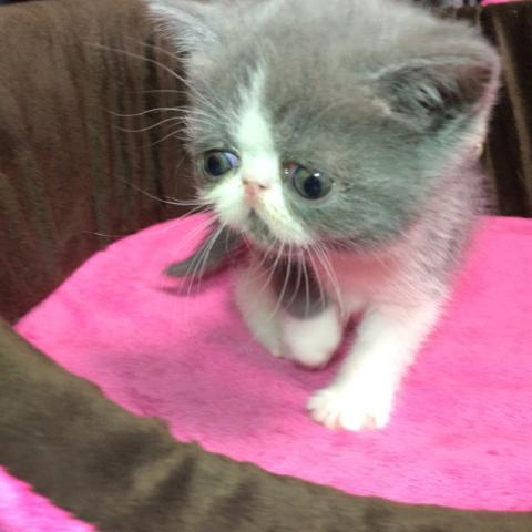 エキゾチックショートヘアー