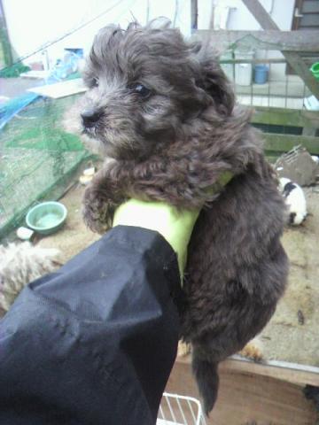 MIXトイプー75%のクォーター