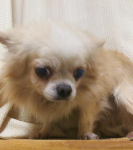 チワワ（ロングコート）