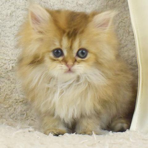 ペルシャ・ヒマラヤン