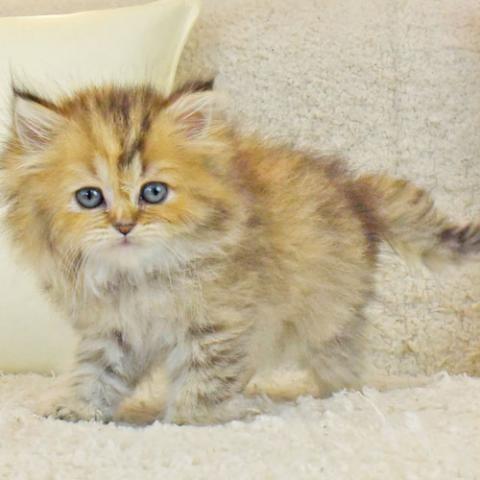ペルシャ・ヒマラヤン