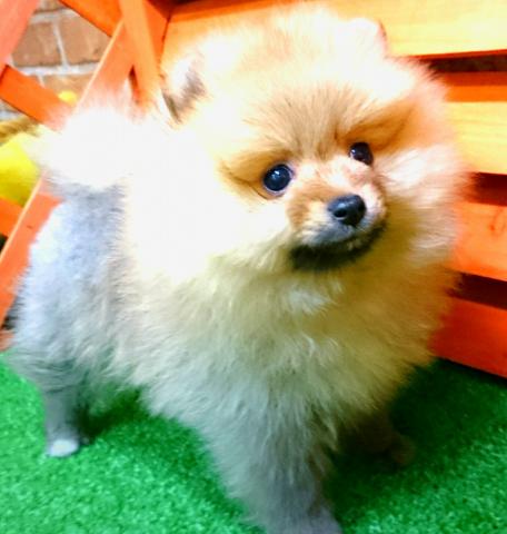 ポメラニアン