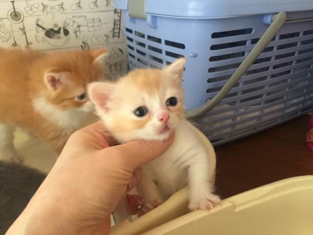 マンチカン