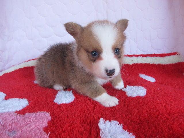 ウェルシュコーギーペンブローク