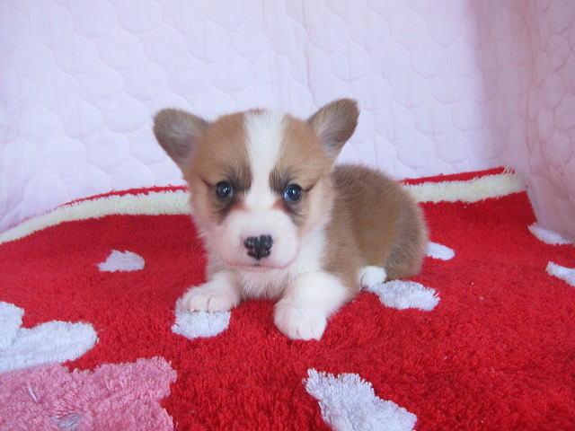 ウェルシュコーギーペンブローク