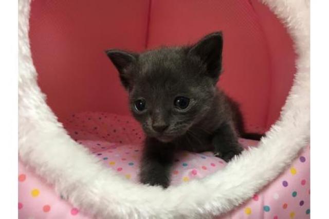 ロシアンブルー