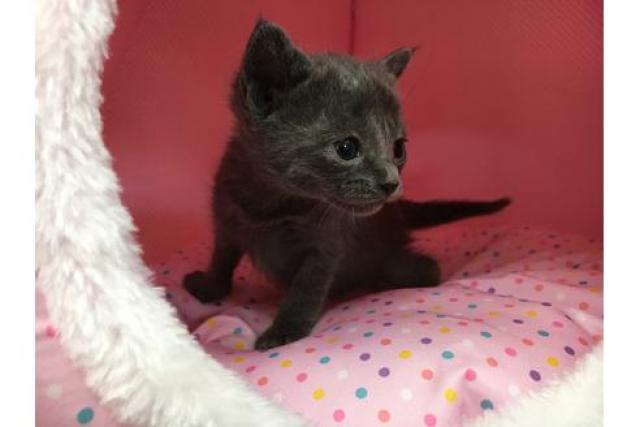 ロシアンブルー