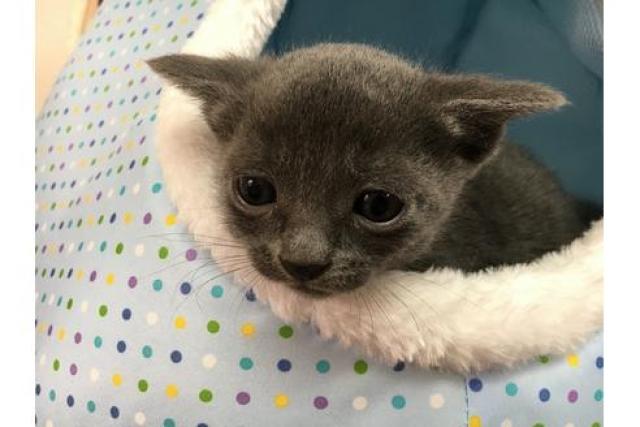 ロシアンブルー