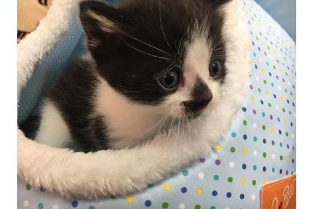 スコティッシュフォールド