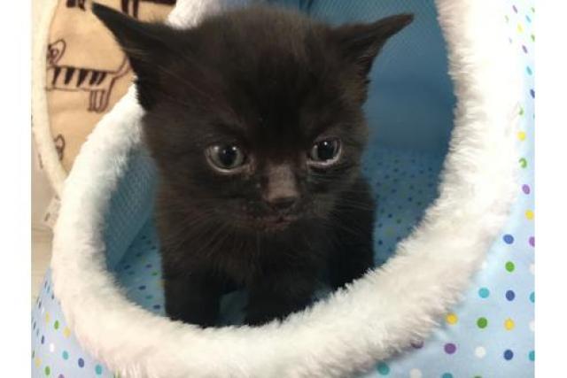 スコティッシュフォールド