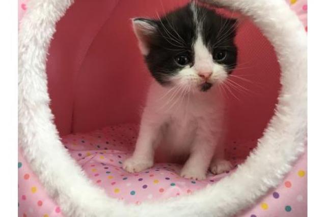 スコティッシュフォールド