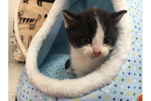 スコティッシュフォールド