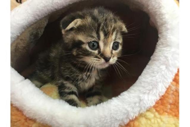 スコティッシュフォールド