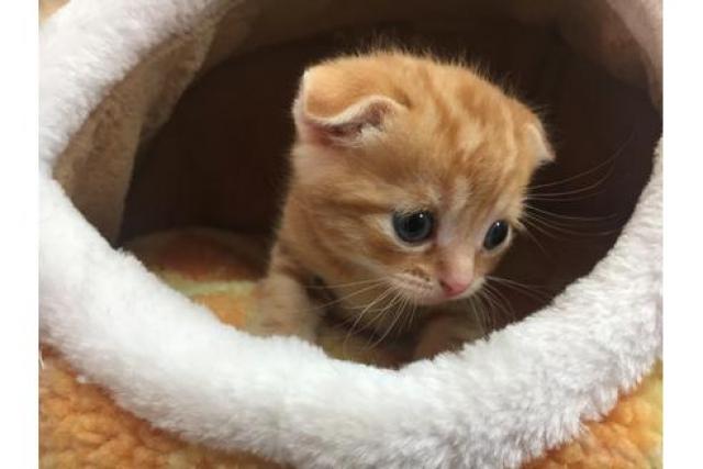 スコティッシュフォールド