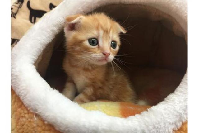 スコティッシュフォールド