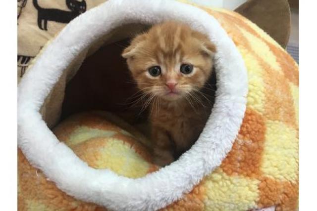 スコティッシュフォールド