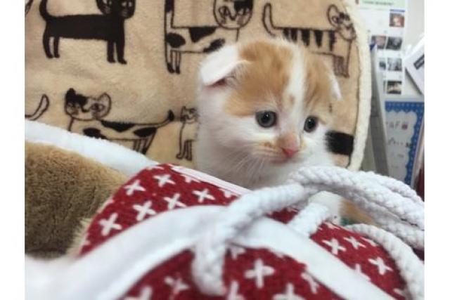 スコティッシュフォールド