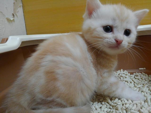 スコティッシュフォールド
