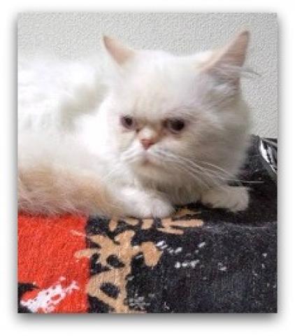 ミヌエット（旧ナポレオン）