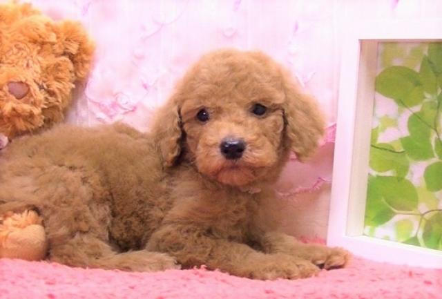 スタンダードプードル 子犬と子猫のお部屋 ペットショップ ブリーダー