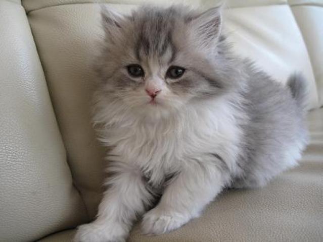 スコティッシュフォールド