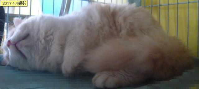 スコティッシュフォールド