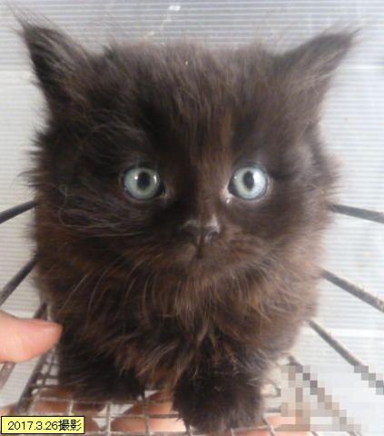 スコティッシュフォールド