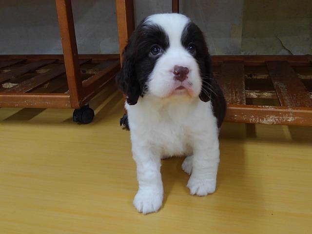 イングリッシュスプリンガースパニエル