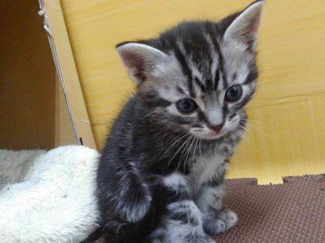 アメリカンショートヘアー