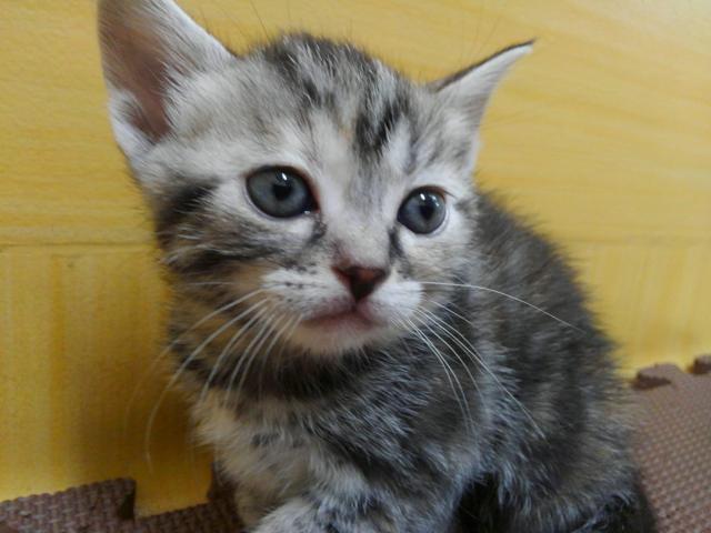 アメリカンショートヘアー