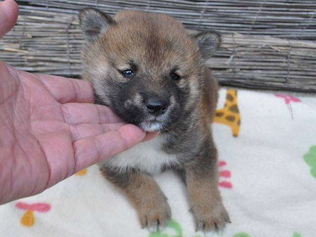 柴犬