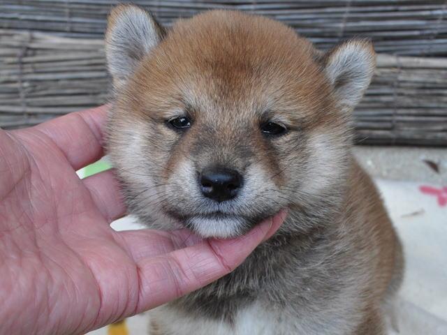 柴犬